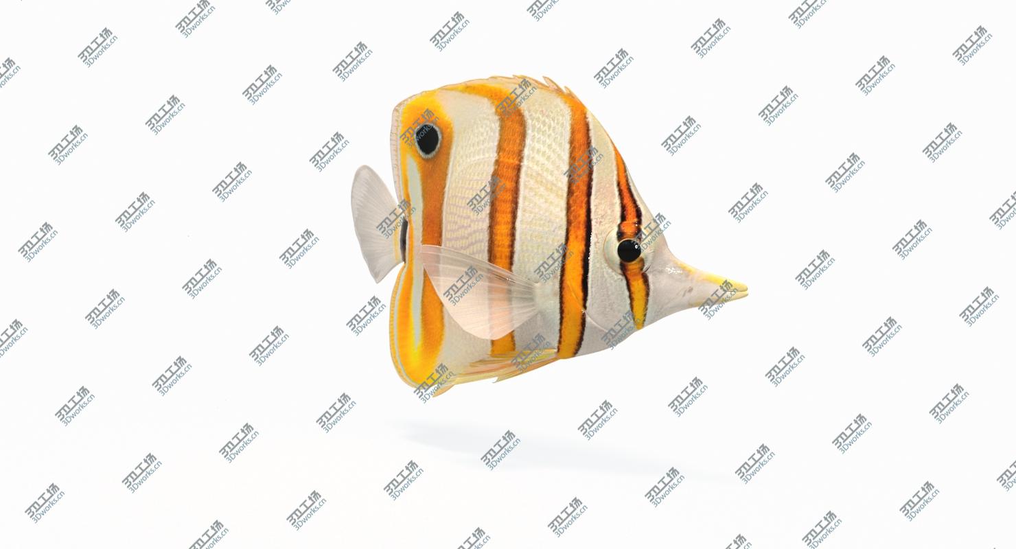 images/goods_img/2021040161/3D Copperband Butterflyfish (Animated)/3.jpg